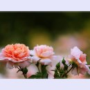 곡성-099 티스토리