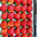과역-2호 | 맛있는 딸기는 고흥 과역 딸기 ᰔᩚ / 내돈내산