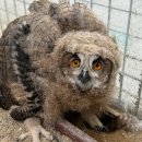 경기도 야생동물 구조관리센터 이미지