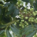 진도초하리무환자나무 이미지