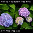 파주수국길