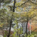 불태산농장 | 병풍산 단풍을 한눈에 볼 수 있는 “담양 모소 갤러리” 카페에 다녀오다 - ! ( 애견 동반 o, 한재골...