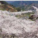 3월 26일 (일요당일) 쌍계사 벚꽃길 이미지