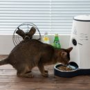 클라우드 펫 호텔 이미지