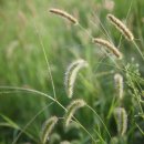 강아지풀 이미지