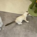 캣케밍 네이버블로그