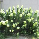 봉남1리마을회관 이미지