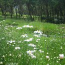 97회 여행걷기 (2008. 10. 12) 하얀 가을...환상의 호수 - 정읍 구절초테마공원 & 옥정호 이미지