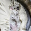 김천 내일동물병원 이미지