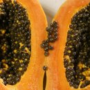 PAPAYA 이미지