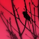 Songbird / Eva Cassidy 이미지