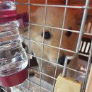 호야켄넬 이미지