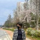 충청남도 역사박물관 | 공주시 벚꽃스팟 충청남도역사박물관, 공산성, 독립서점 투어까지!