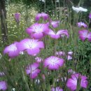 뜰이야기 이미지