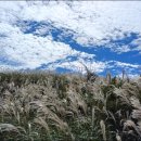 황매산 억새축제 이미지