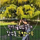 장수동 은행나무 | [연애일기]인천대공원 가을데이트 장수동 은행나무&amp;카페 소슬재 산책 후기 :D