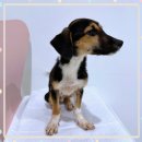 강아지천국 | 송도강아지보호소 댕댕이 천국 후기