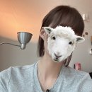 긴머리 히메컷 후기