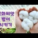목화솜! 목화씨 심기 *목화 키우기 목화꽃 이미지