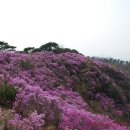 고려산 진달래(혼잡함 보다는 차분한 평일의 진달래 축제장) 이미지