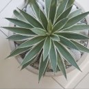 스튜디오콩테 이미지