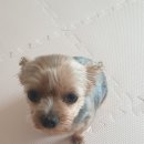 아포동물약국 이미지