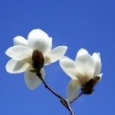 목련 Daum카페