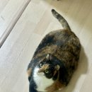 소사프라임동물병원 | 7살 고양이 황달 지방간 증상•진료•입원 기록 / 부평 동물병원 추천