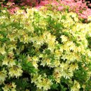 부쉬(bush) 이미지