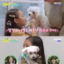 똥강아지 한국경제