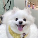 멍스럽개 이미지