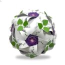 모닝글로리 이미지