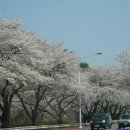 고향의 봄- 경주 벚꽃 축제 이미지