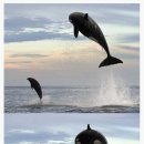 난다고래 이미지