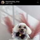 더 이쁘개 이미지