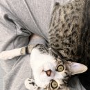 상모동물병원 이미지