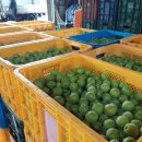 순천시월등과수영농조합법인 이미지