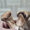 톡톡팜 | 향긋한 숲의 향을 식탁으로,블로정생 참송이버섯 스마트팜 무농약송이버섯 솔직 후기