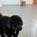 놀러오개 | 영등포 애견유치원 고민하다가 다녀온 놀러오개 영등포점｜로키 첫 방문 솔직 후기