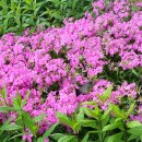 긴꼬리 제비 나비 이미지