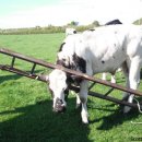 작전목장 이미지