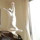 불스 떡볶이 이미지