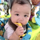 더앙쥬 | 6개월 이앓이 치발기 추천, 앙쥬 딸기·바나나 치발기 내돈내산 후기