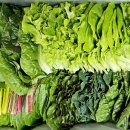 초원새싹농장님의 무농약 수경재배 모듬쌈&amp;샐러드채소 50% 맛보기 이미지