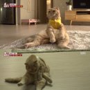 동물농장 이미지