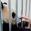 판다27 이미지
