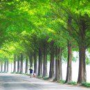 국도24호선가로수 이미지