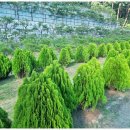 대응목장 이미지