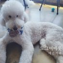 도그 어바웃 이미지