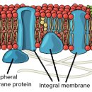 Proteins 세포막의 단백질 이미지